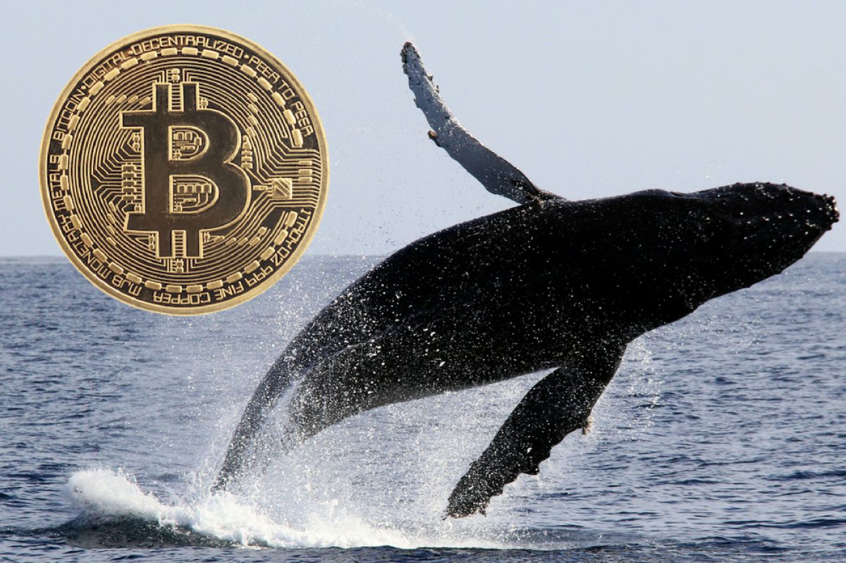 biggest bitcoin whales